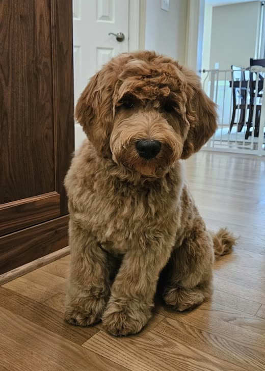 A red labradoodle sitting on a wood floor after a full groom