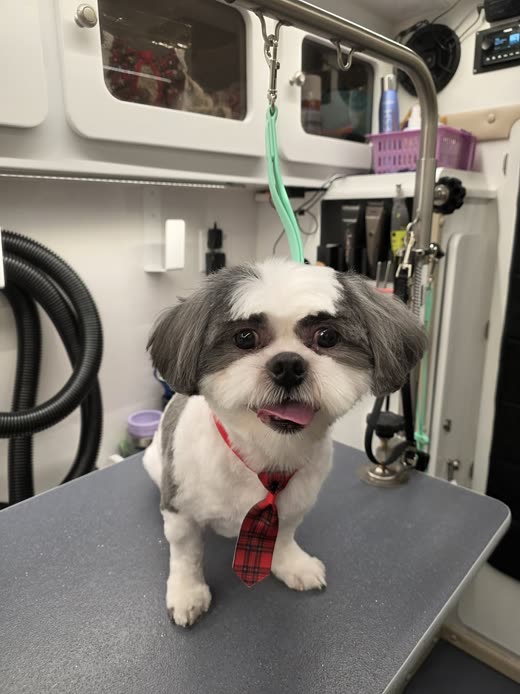 A groomed grey-and-white shih tzu in a red tartan tie on the table in the mobile grooming van