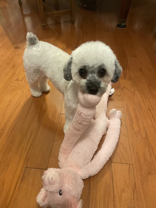 A clipped white-and-grey small dog standing on a wood floor beside a plush toy